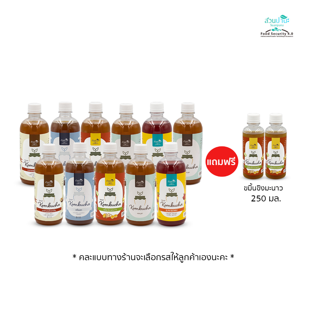 ชุดคอมบูชา (kombucha) 500 มล.