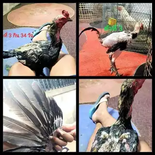 ระเบิดขนไก่ ไก่ถ่ายขน เร่งขนไก่ อาหารไก่ เร่งขนปีก ขนอก ขนหาง 200 กรัม