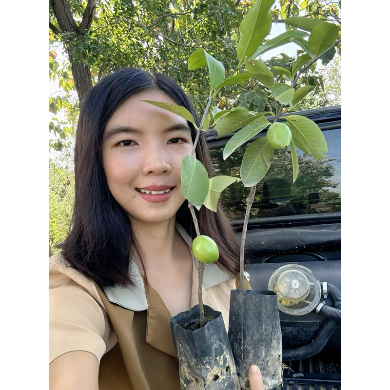 #ต้นมะดันเกษตร (ต้นเล็ก) เสียบยอดสูงราว40-65 เซน ออกผลไวใน1ปี ติดผลตลอดปี