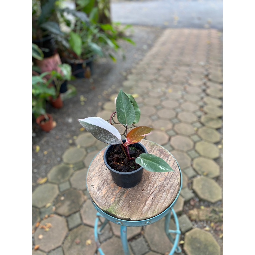 philodendron red Anderson