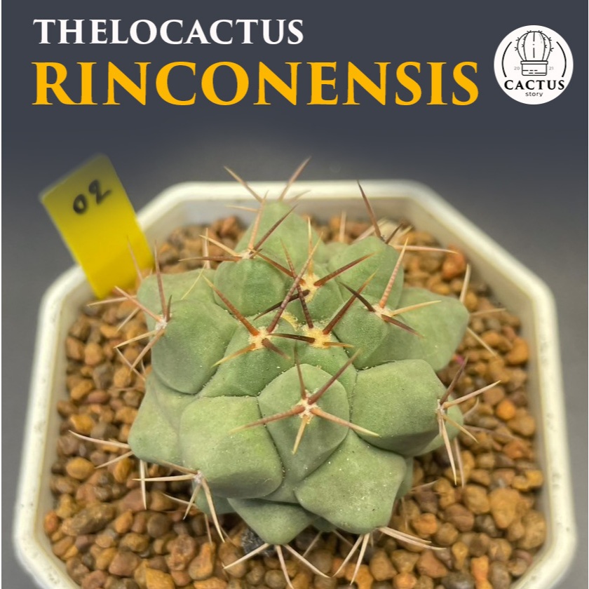 Thelocactus Rinconensis ไม้เมล็ด กระถาง 3 นิ้ว