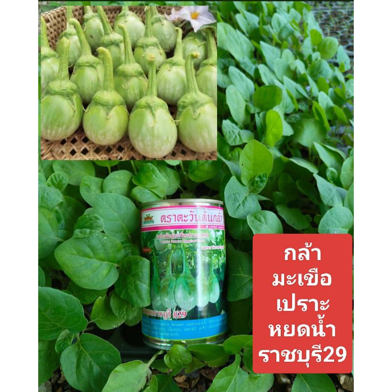 กล้าพันธุ์มะเขือเปราะ หยดน้ำราชบุรี29(1ถาด104หลุม)