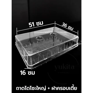 เซต ถาดไดโซะ พร้อมฝาครอบ ถาดปลูกต้นไม้ เพาะต้นอ่อน เพาะกล้าข้าว เพาะชำ เพาะเมล็ด ถาดทึบ มีรู แบบสูง กลาง เตี้ย