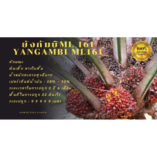 🌴เมล็ดพันธุ์ปาล์มสายพันธุ์ ยังกัมบิ ml161 มาเลย์เซีย(มีใบรับรองสายพันธุ์)🌴