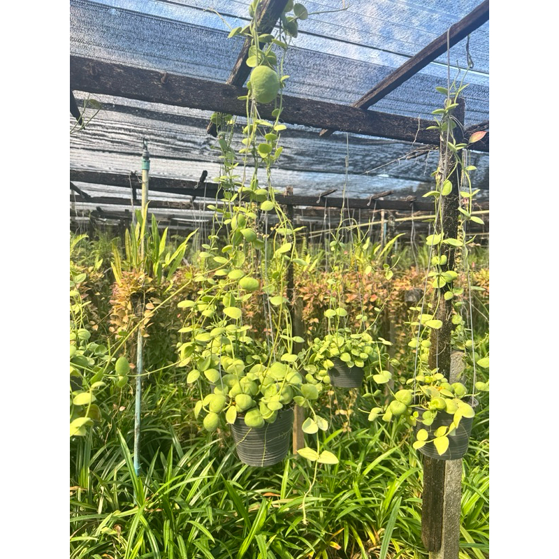 มุมมอง 3