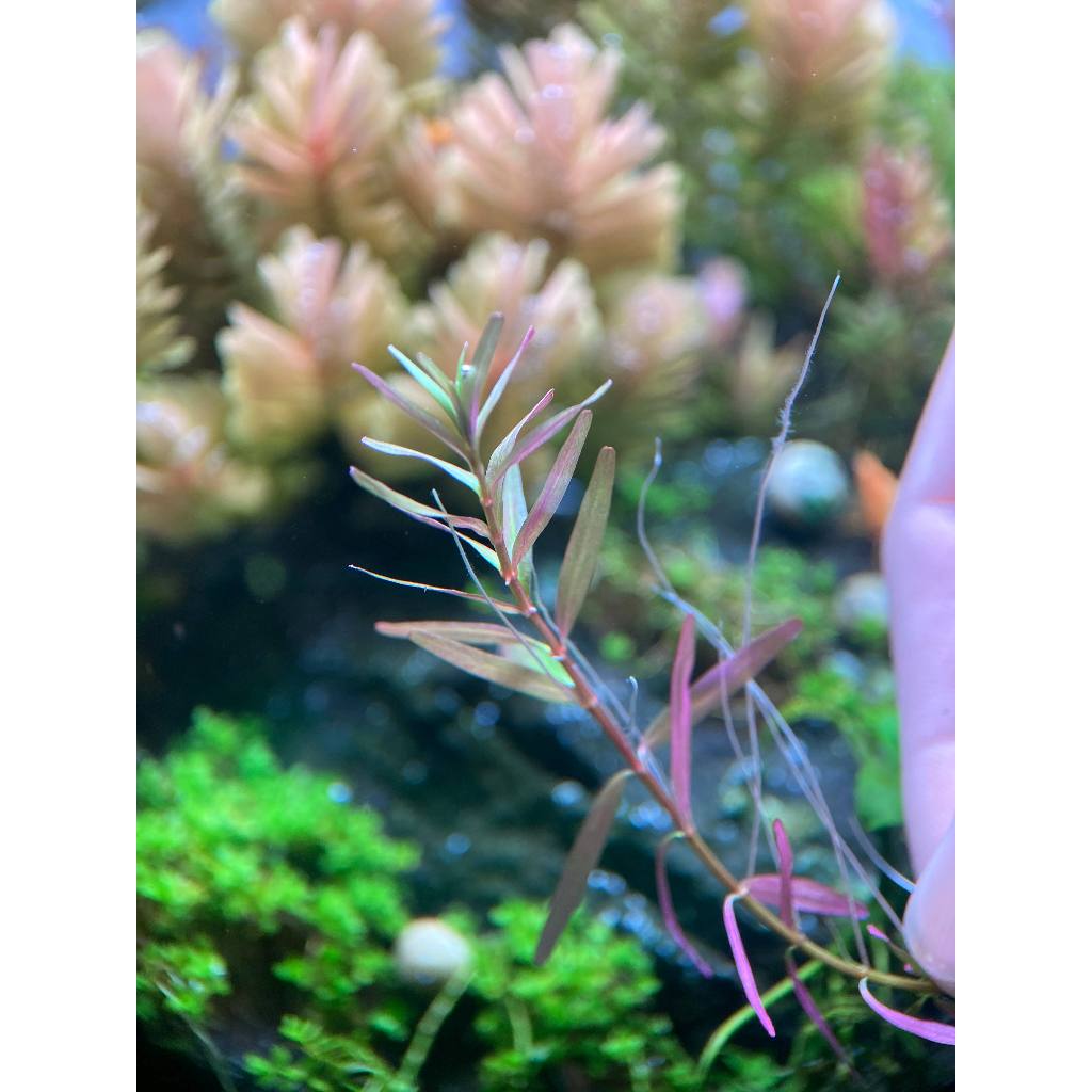 Rotala Ceylon ada ไม้ข้อสีเหลืงอร่าม