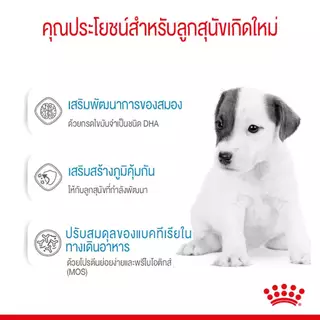 Royal Canin Mother&BabyDog นมลูกสุนัข 2 กิโลกรัม Milk Replacement Mother BabyDog นมสุนัข