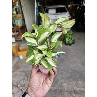ต้นโฮญ่าด่างใน(Krimson Princess) กระถางสี3"