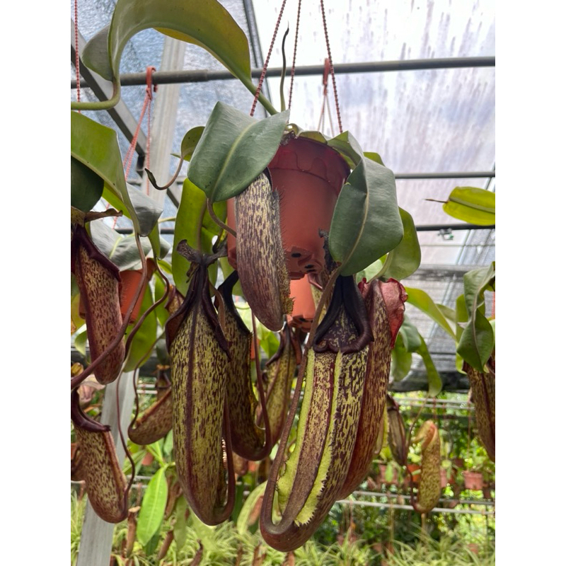 แม็คซิม่า Maxima Nepenthes