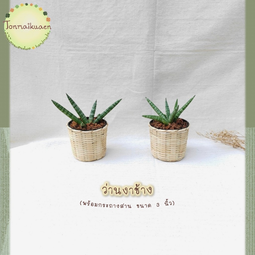 ว่านงาช้าง (Spear Sansevieria) ฟอกอากาศและดูดสารพิษ พร้อมกระถางสานไม้ไผ่ ขนาด 3 นิ้ว (ต้นไม้มงคล)