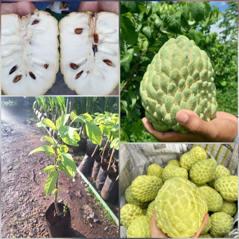 ต้นน้อยหน่าเพชรปากช่อง เสียบยอด ปลูกง่าย ทนแล้ง บังคับให้ออกดอกติดผลได้ตลอดปี