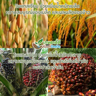 ปุ๋ย 0-0-60 300G/1KG โพแทสเซียมคลอไรด์ บำรุงผลผลิต เพิ่มแป้ง เพิ่มหวาน เพิ่มขนาด เพิ่มน้ำหนัก เม็ดสีแดงอิฐ