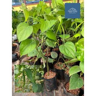 ต้นพริกไทยซีลอน กิ่งตอน แข็งแรง พร้อมลงปลูก