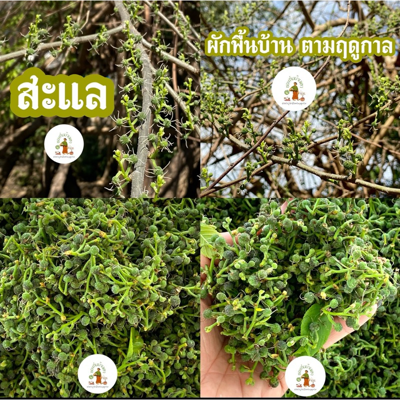 สะแล ผักพื้นบ้าน จัดส่งห้องเย็น