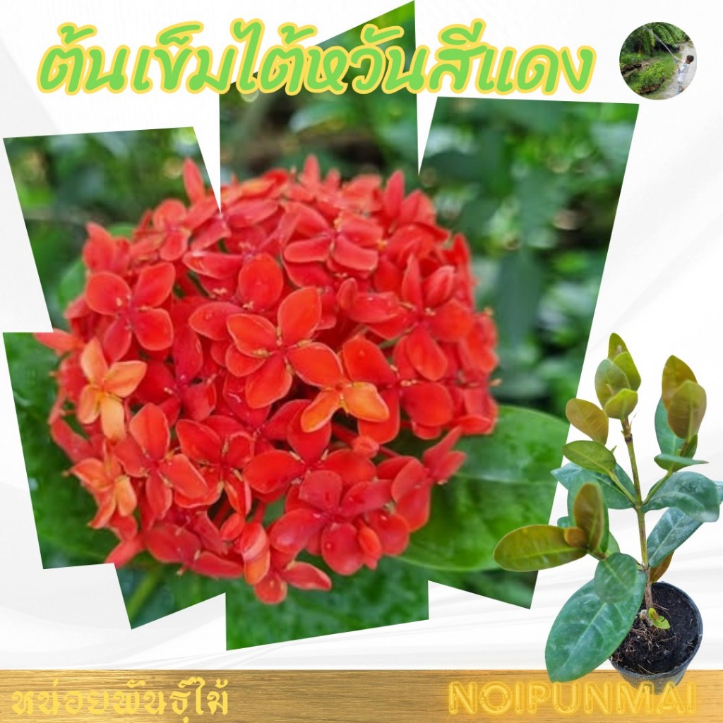 ต้นเข็มไต้หวันดอกสีแดง กระถาง 3 นิ้ว(ส่งพร้อมกระถาง กระถางจิ๋ว)