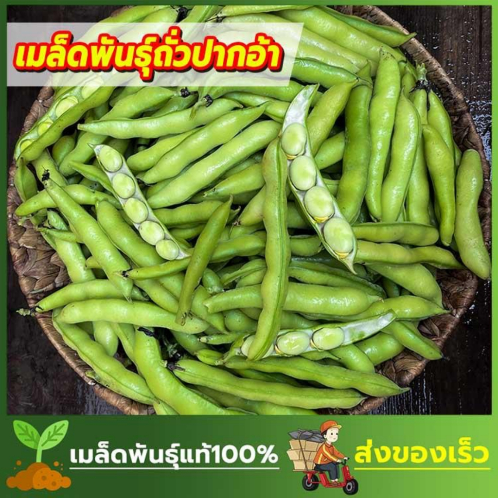 เมล็ดพันธ์ุ ถั่วปากอ้า เม็ดใหญ่ หวานกรอบ ปลูกง่าย ฝักดกฝักใหญ่มาก บรรจุซองละ 15 เมล็ด

<p>“><center></p>
<h4></h4>
<p><p><font color=