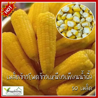 50 เมล็ด ข้าวโพดข้าวเหนียวเทียนน้ำผึ้ง เมล็ดข้าวโพดเทียนน้ำผ…