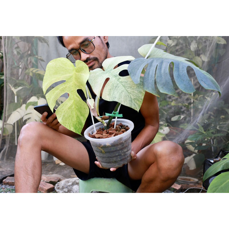 มอนมิ้นต์ monstera mint(Deli x Borsi)ตัดสด ยอด 2 ใบ