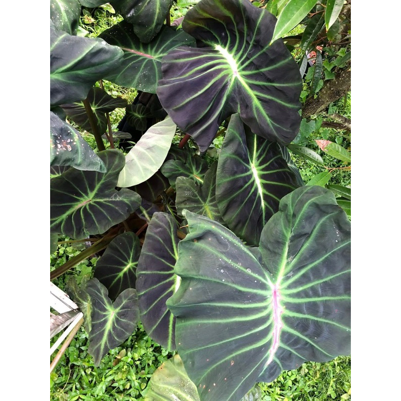 โคโลคาเซีย กระดูกเรืองแสง(Colocasia Glowing bones) ไม้ฟอกอากาศ ไม้มงคล ไม้ประดับ ไม้แต่งสวน ไม้หายาก