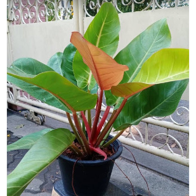 ต้นฟิโล ฟิโลเดนดรอน เชอรี่ เรด กระถาง 8 นิ้ว ฟอร์มต้นใหญ่ Cherry Red Philodendron