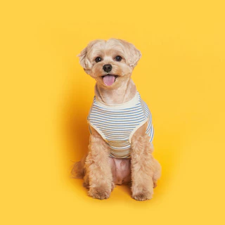 Best seller FLOT เสื้อผ้าสัตว์เลี้ยงจากเกาหลี ผ้าพรีเมียม แขนกุดใส่สบาย รุ่น DAILY PUPPY SLEEVELESS T-SHIRT
