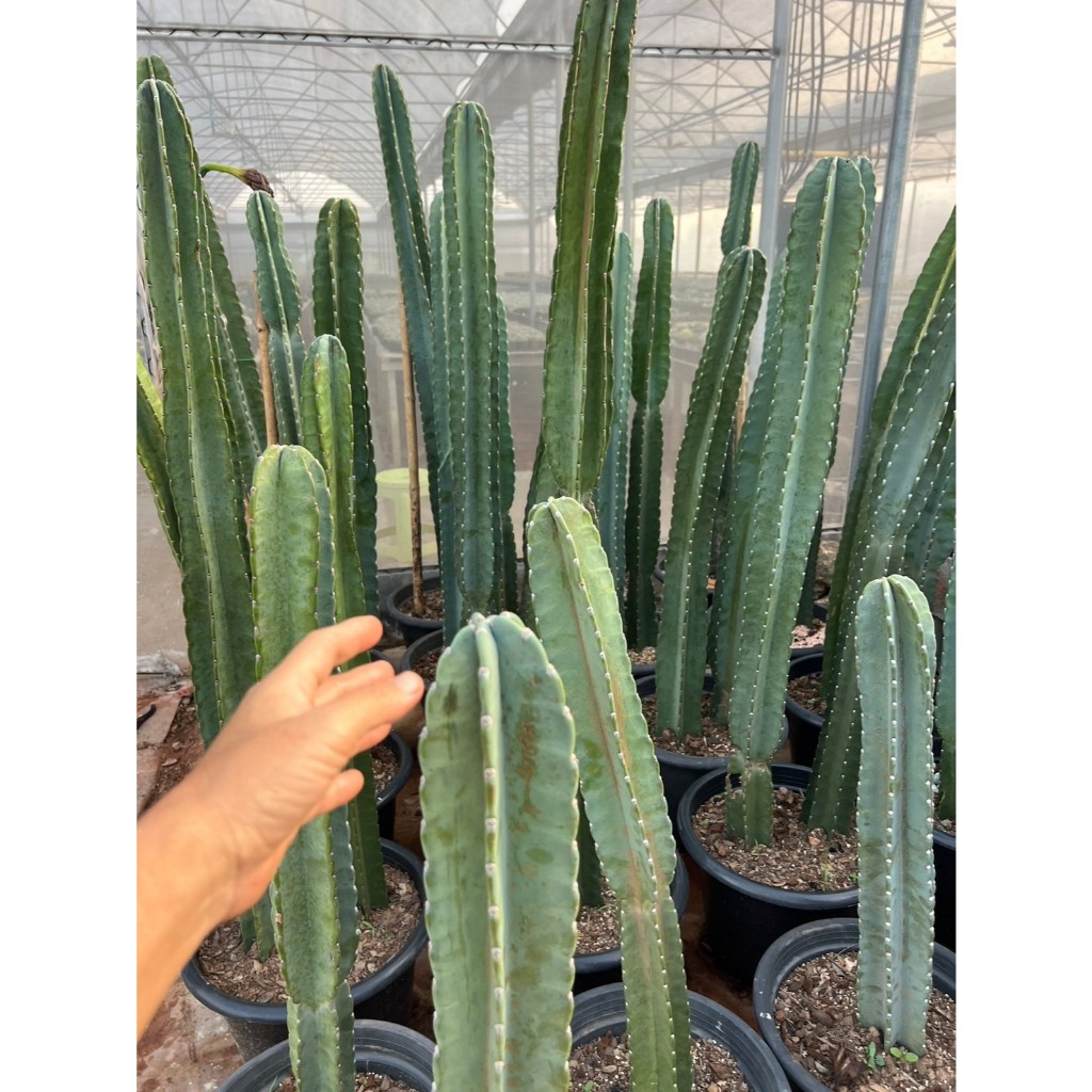 จามาคารูไร้หนาม  cereushidmannianus Cereus jamacaru ตกแต่งสวน ทานผลได้