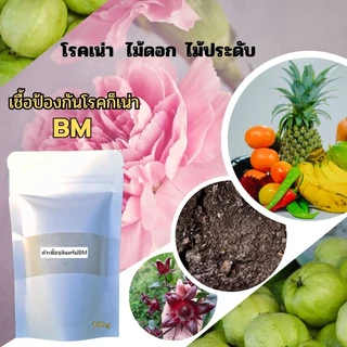 หัวเชื้อบาซิลลัสเมกะทีเรียมBMต้านโรคเน่าสร้างกรดอินทรีย์ละลายธาตุอาหารป้องกันโรคเน่าในพืชทุกชนิดจากเชื้อราและแบคทีเรีย