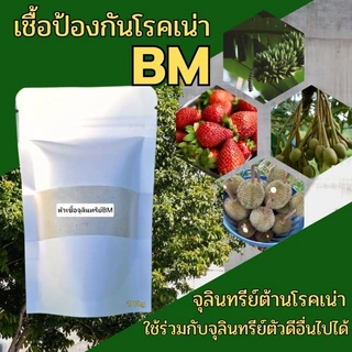 หัวเชื้อบาซิลลัสเมกะทีเรียมBMต้านโรคเน่าสร้างกรดอินทรีย์ละลายธาตุอาหารป้องกันโรคเน่าในพืชทุกชนิดจากเชื้อราและแบคทีเรีย