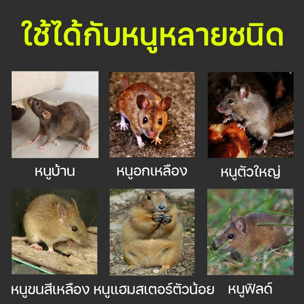 ยาเบื่อหนูแห้ง ออกฤทธิ์แรง หนูกินแล้วตายแห้ง ไม่มีกลิ่น ใช้ครั้งเดียว กันหนูได้ยาวนาน 1 ปี ของแท้ 100% thumbnail 4