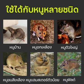 ยาเบื่อหนูแห้ง ออกฤทธิ์แรง หนูกินแล้วตายแห้ง ไม่มีกลิ่น ใช้ครั้งเดียว กันหนูได้ยาวนาน 1 ปี ของแท้ 100%