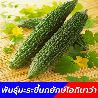 เมล็ดพันธ์ุ มะระขี้นกยักษ์ ซองละ 20 เมล็ด