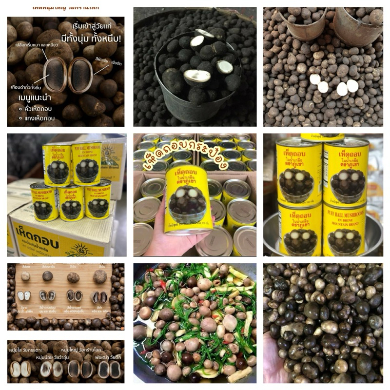 🍄เห็ดถอบเห็ดเผาะกระป๋องในน้ำเกลือ ‘🍄พร้อมส่ง  เหมือนธรรมชาติ ไม่ต้องรอถึงฤดูกาล มีให้ทานตลอดปี น้ำหนักเนื้อ 250 กรัม