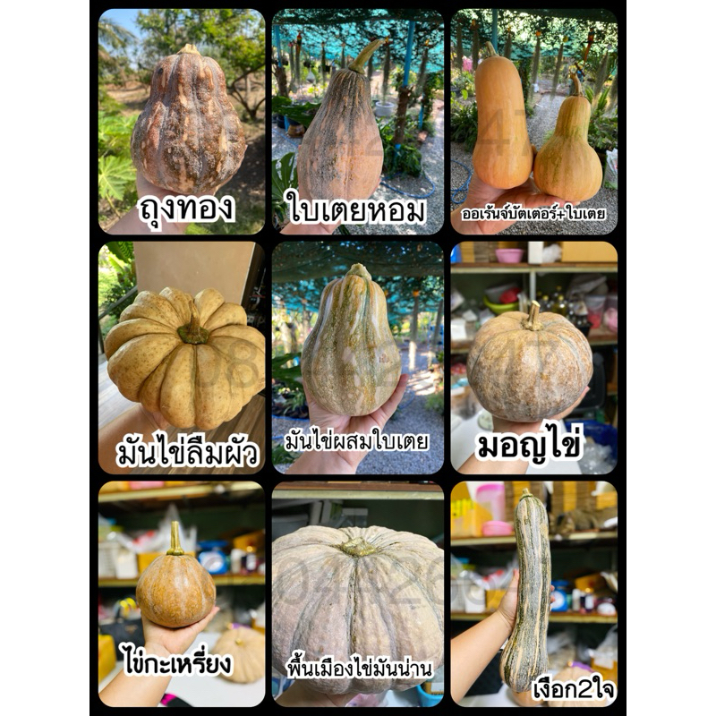 เมล็ดฟักทองถูกที่สุด สายพันธุ์แท้(ชุดละ5เมล็ด)