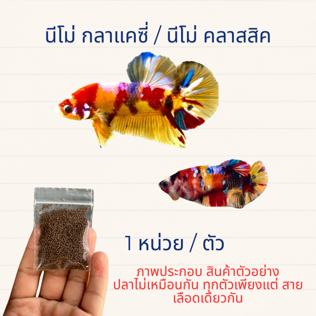 bettaอาหาร_ นีโม่ กาแลคซี่ / นีโม่ คลาสสิค / นีโม่ โค่ย จุ่มมแค่สี แต่ได้ สายพันธุ์ นีโม่แน่นอน ** รับประกัน