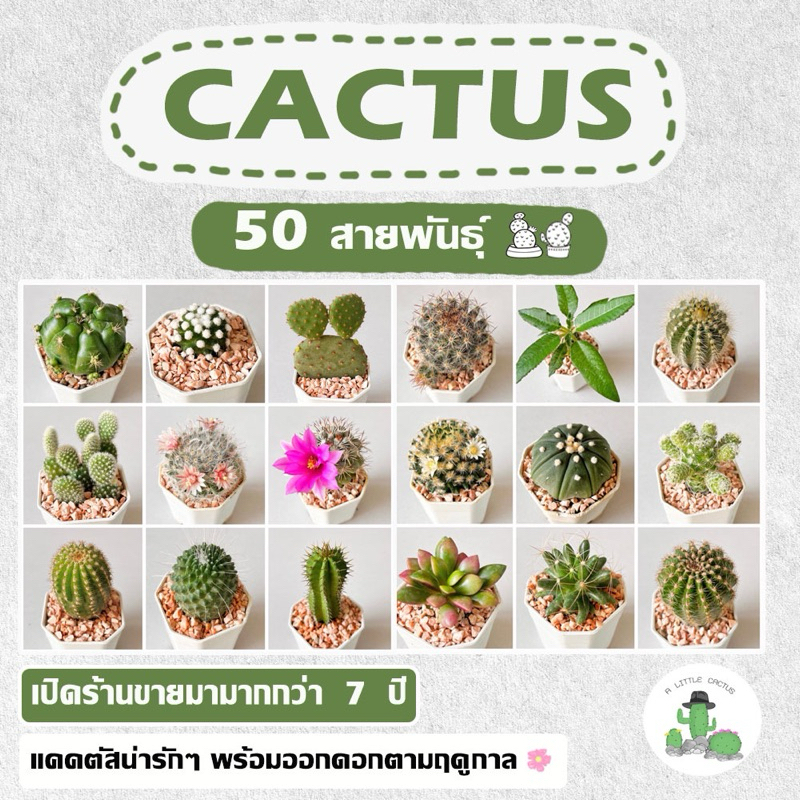 🌵A Little cactus🌵กระบองเพชร | แคคตัส [ ซื้อ 10 ฟรี 1 ] ส่งตรงจากสวน ส่งทั้งกระถาง🌵💕