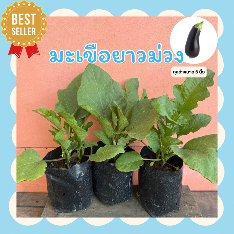มะเขือยาวม่วง (1 ชุด 3 ต้น 150) ถุงใหญ่ 6 นิ้ว ต้นใหญ่