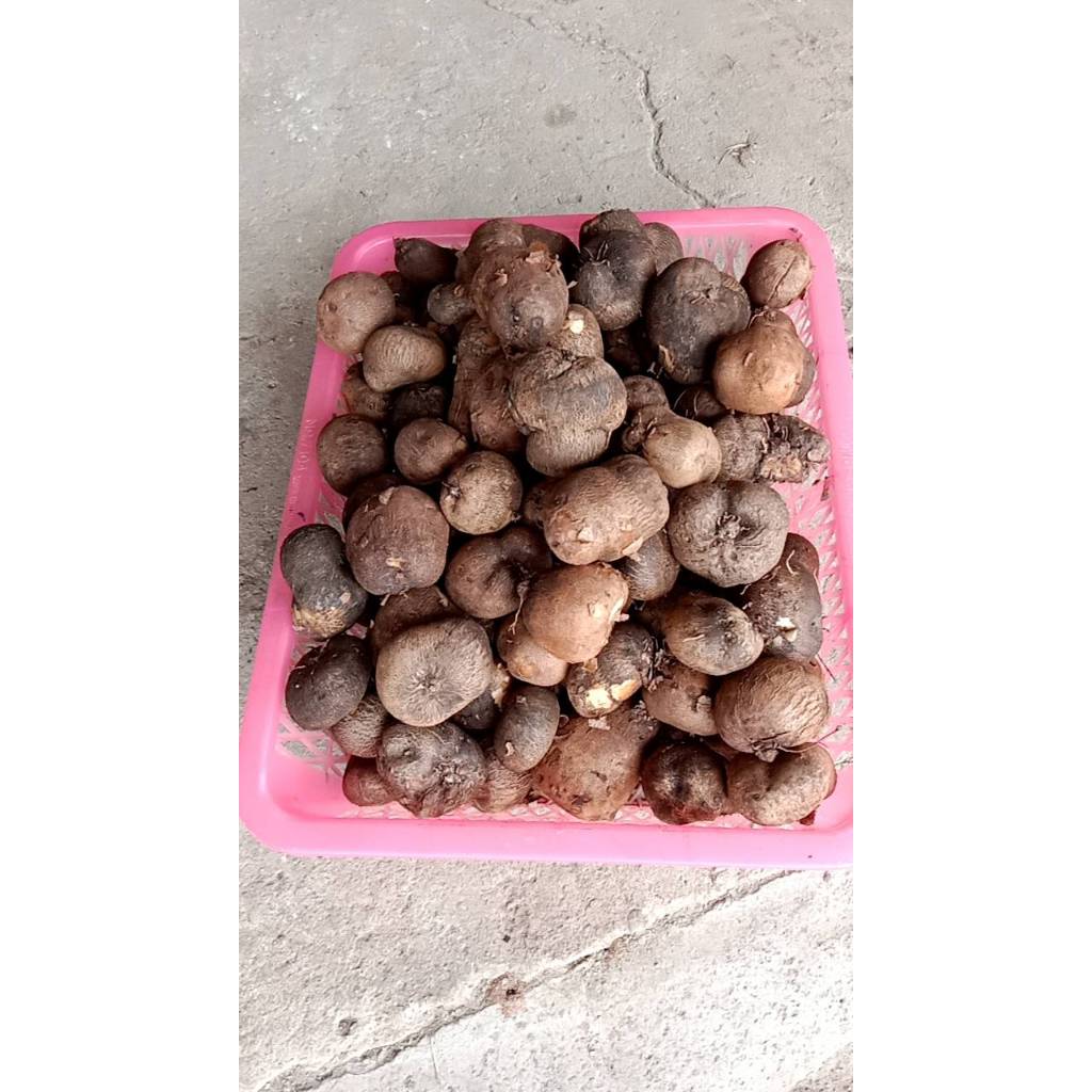 มันเหน็บ มันเห็บ มันหำ 1 กิโล 1kg  119 บาท กินได้ทั้งหัวบนดินและใต้ดิน มันเชื่อมราดน้ำกะทิสด ต้มสุกหวานเนื้อหนึบๆ