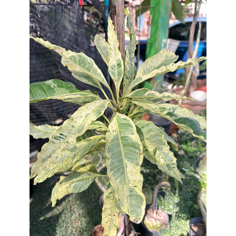 มะม่วงตลับนาคใบด่างมะม่วงพันธุ์โบราณหาทานได้ยาก ผลดิบเปรี้ยว นิยมกินตอนแก่จัดเนื้อแน่นกรอบหวานมัน ติหอมชื่นใจ