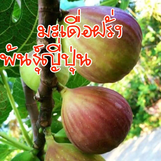 BTM6 ญี่ปุ่น ต้นพรีเมียมคัดพิเศษ ให้ผลเร็ว หวานจัด