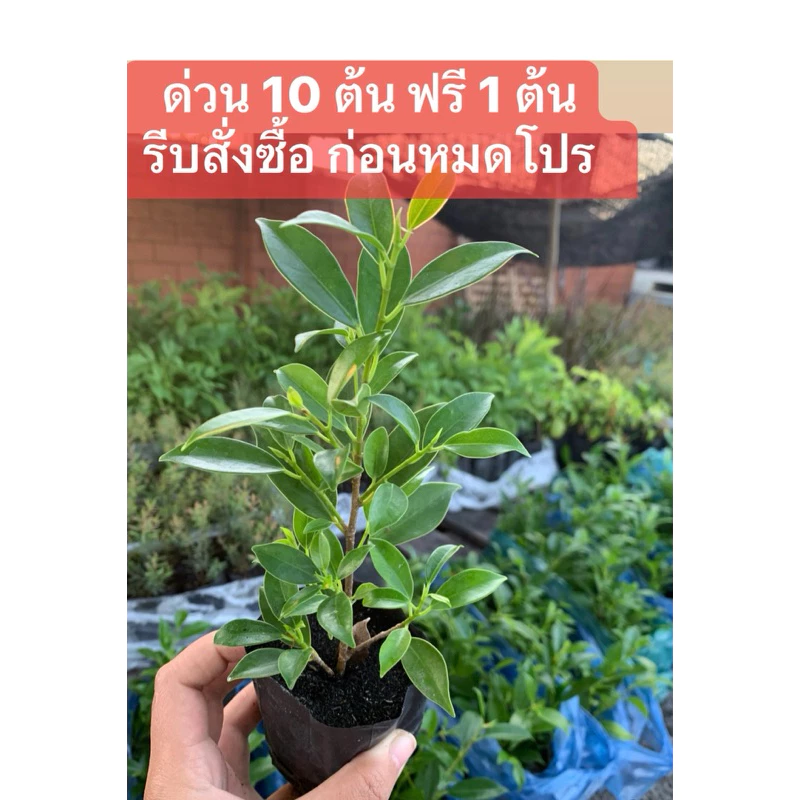 ต้นไทรเกาหลี ไทรเกาหลี (ส่งฟรีทักแชท) ส่งแบบต้นพร้อมถุงดำ (ค่าส่งถูกที่สุด) ขนาด 15-20 ซม  ถุง 2 นิ้ว thumbnail 3