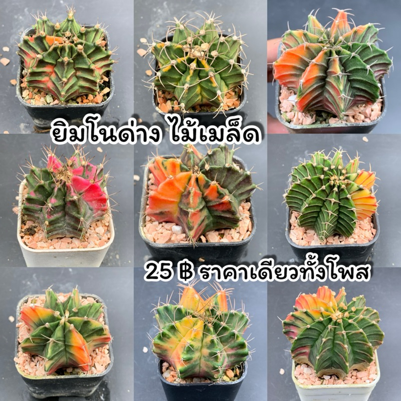 ว้าว ว้าว‼️😲 ราคาเดียวทั้งโพสต์ 25฿ ❌จัดส่งทั้งกระถาง❌