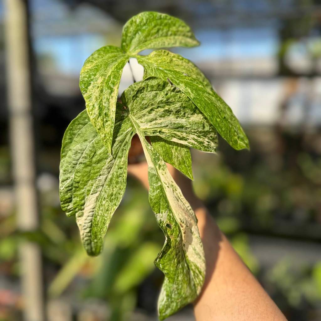 Amydrium Medium variegated มือเสือด่าง ไม้ด่าง