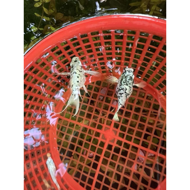 4เเถม1 ริทเทิลบอลลูน แถมไม้น้ำ