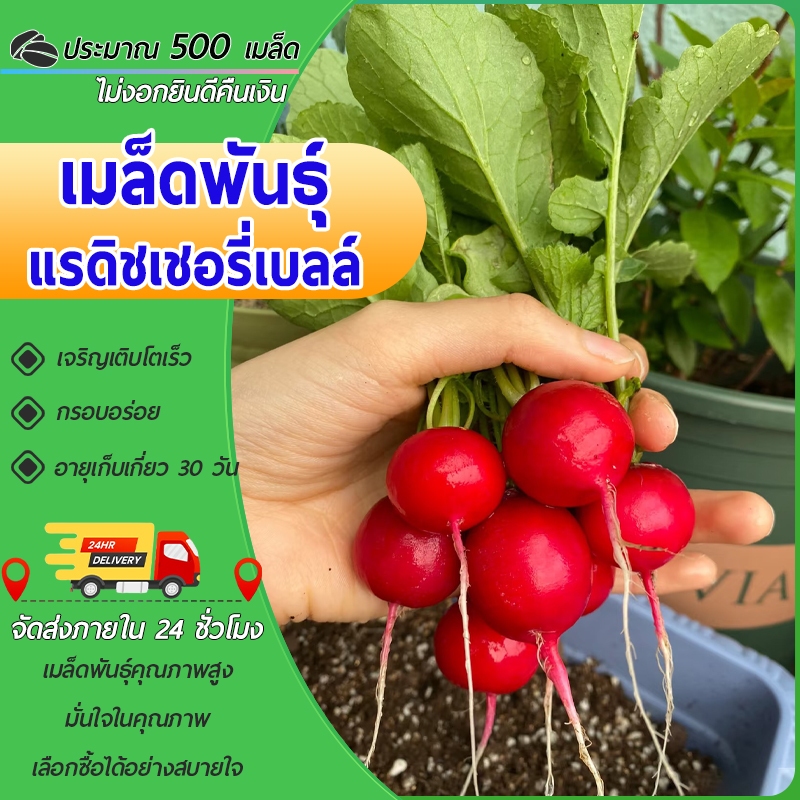 500เมล็ด เมล็ดพันธุ์ เมล็ดแรดิชเชอรี่เบลล์เมล็ดแรดิช