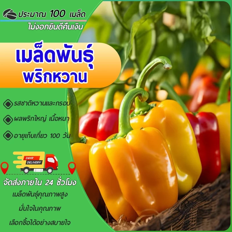 100 เมล็ด เมล็ดพันธุ์ พริกหวาน เมล็ดคละสี สีแดง สีส้ม สีเขียว