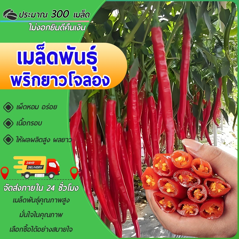 พริกยาวที่สุดในโลก Joe's Long เมล็ดพันธุ์พริก Joe's Long 300 เมล็ด งอกง่าย ผลยาว12-15นิ้ว