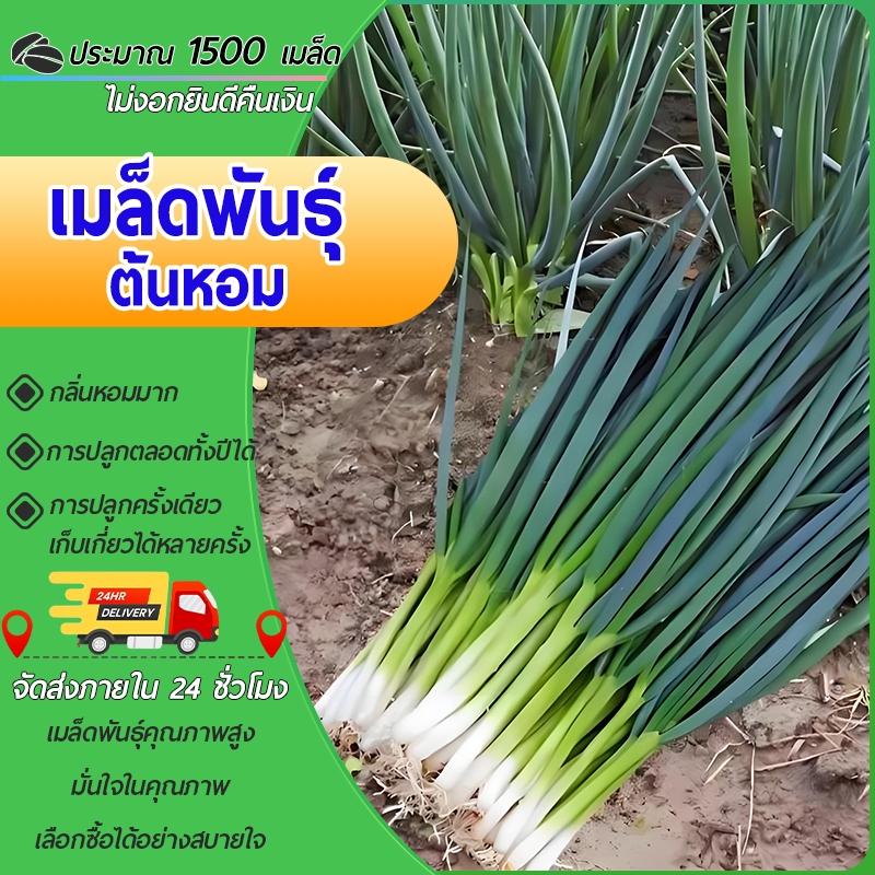 ต้นหอมขนาดเล็ก 5 กรัมประมาณ 1,500 เมล็ด บรรจุภัณฑ์เดิมเมล็ดพันธุ์ผัก สวนผัก