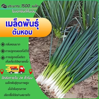 ต้นหอมขนาดเล็ก 5 กรัมประมาณ 1,500 เมล็ด บรรจุภัณฑ์เดิมเมล็ดพันธุ์ผัก สวนผัก