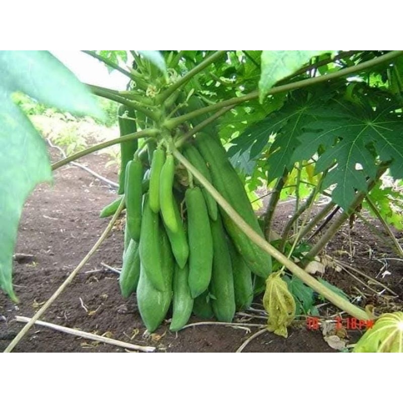 ต้นมะละกอแก้วกลางดงพันธุ์เตี้ย ต้นละ30บาทขั่นต่ำ2ต้น ลูกดกลูกยาว เนื้อกรอบฉ่ำน้ำ ตำส้มตำอร่อย - รูปที่ 2