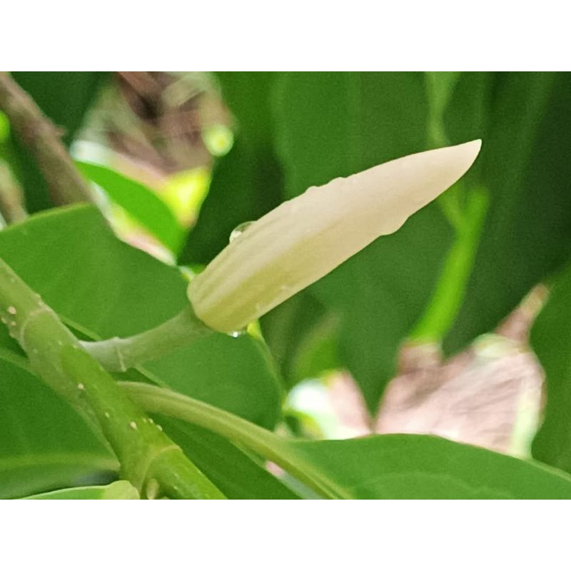 ต้นจำปี จำปี จำปีดอกหอม  จำปีดอกสีขาว - รูปที่ 3